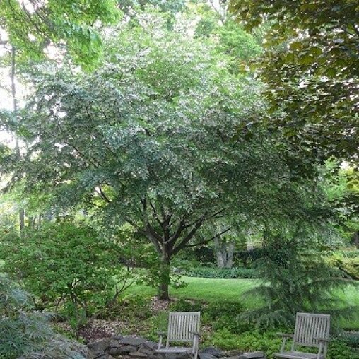 Styrax japonicus